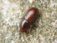 Cis castaneus