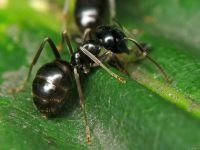 Lasius fuliginosus