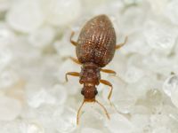 Stephostethus angusticollis