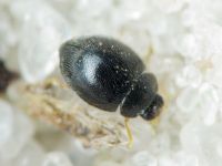 Stethorus punctillum