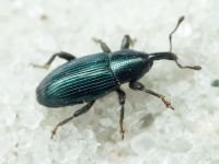 Aulacobaris lepidii