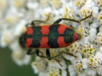 Trichodes punctatus
