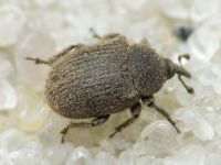 Rhinusa tetra