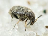 Bruchidius pusillus