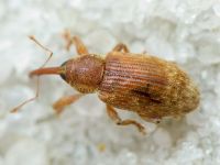 Dorytomus melanophthalmus