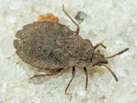 Aradus distinctus