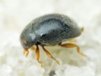 Scymnus rubromaculatus