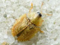 Hypocassida cornea