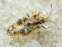 Galeatus sinuatus