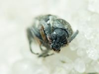 Bruchidius pusillus