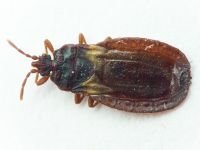 Aneurus (Aneurus) laevis