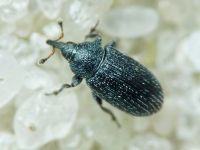 Gymnetron melanarium