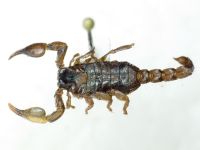 Arachnida