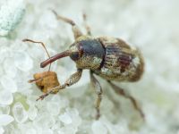 Pachytychius sparsutus