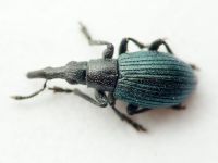 Loborhynchapion amethystinum