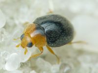 Scymnus rubromaculatus