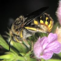 Anthidium punctatum