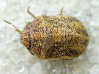 Psacasta (Cryptodontus) neglecta