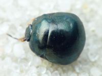 Coptosoma scutellatum