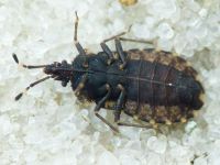Aradus betulae