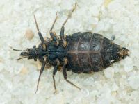 Aradus betulae