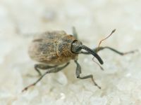 Mogulones raphani