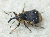 Grypus equiseti