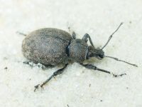 Otiorhynchus ligustici