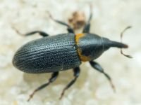 Mecinus collaris