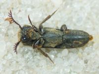 Melasis buprestoides