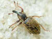 Curculionidae