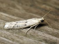 Homoeosoma nebulella