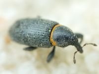 Mecinus collaris