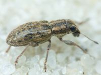 Sitona puncticollis