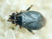 Chlamydatus pullus
