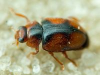 Coccinellidae