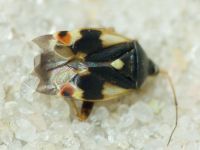 Polymerus unifasciatus