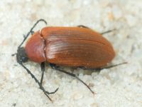 Pseudocistela ceramboides