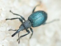 Apioninae