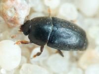 Nitidulidae