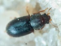 Orthocis lucasi