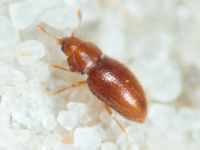 Mycetaea subterranea