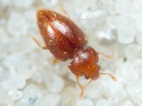 Mycetaea subterranea