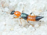 Staphylinidae