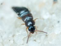 Staphylinidae