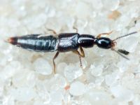Staphylinidae
