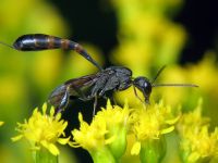 Gasteruption assectator