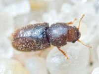 Coleoptera