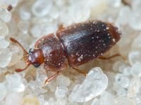 Coleoptera