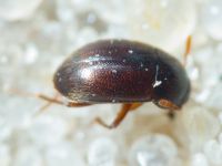 Insecta